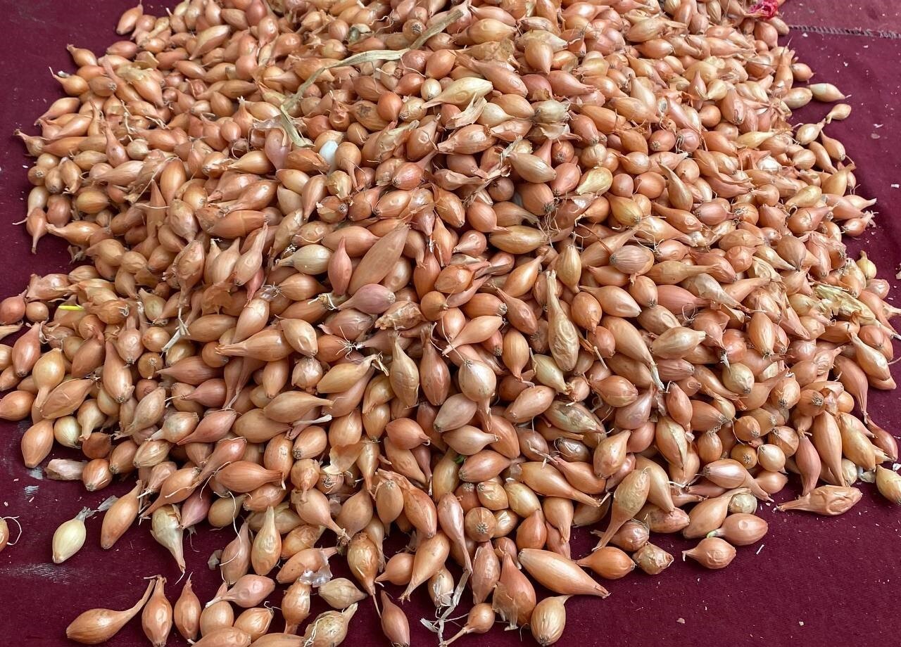 ALAŞEHİR’DE SOĞAN TOHUMU SATICISI KAZIM KALIN, YAĞIŞLARLA BİRLİKTE TOPRAĞIN İDEAL SEVİYEYE...