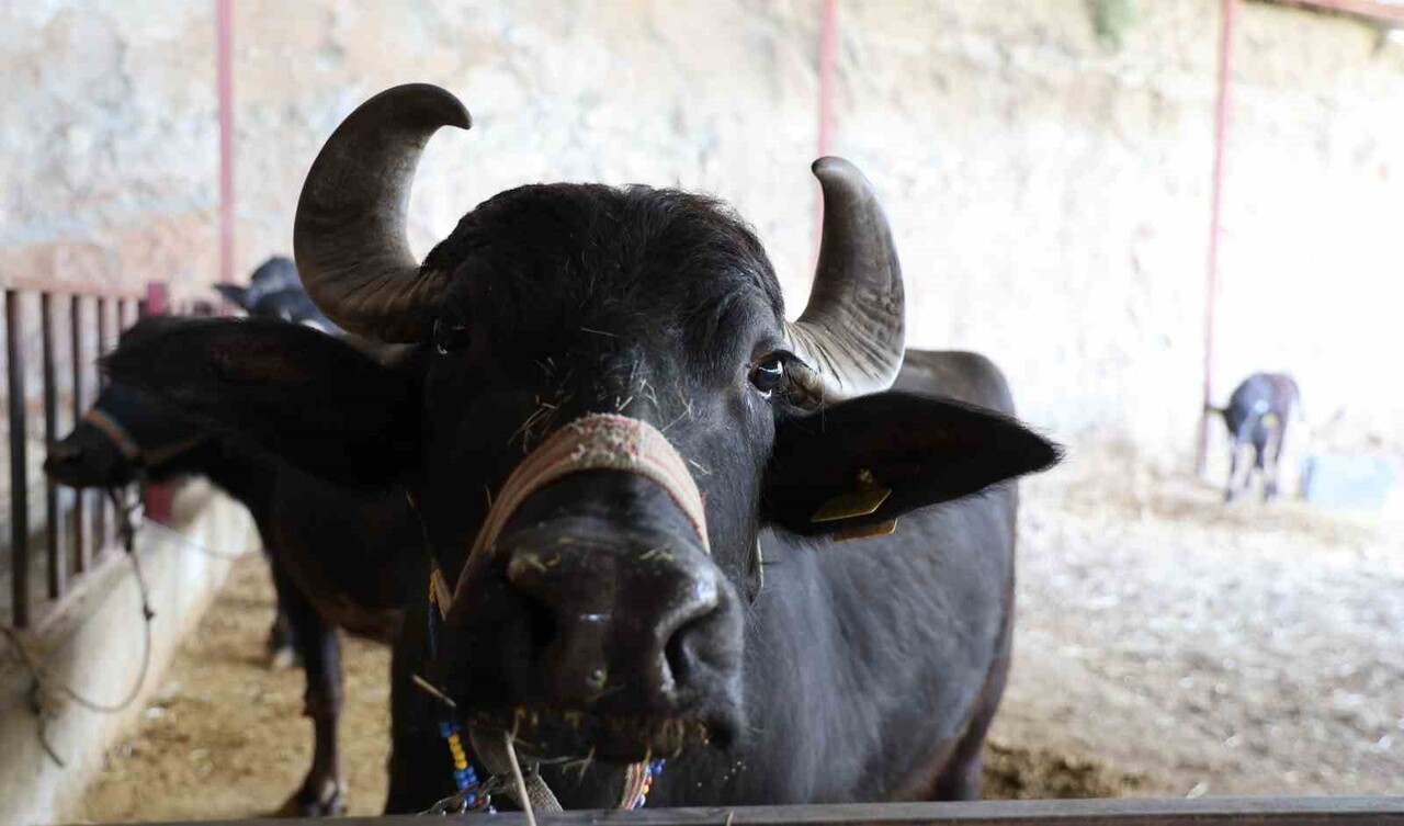 ALİ VE SANİYE İRGE ÇİFTİNİN MANDA ÇİFTLİĞİ