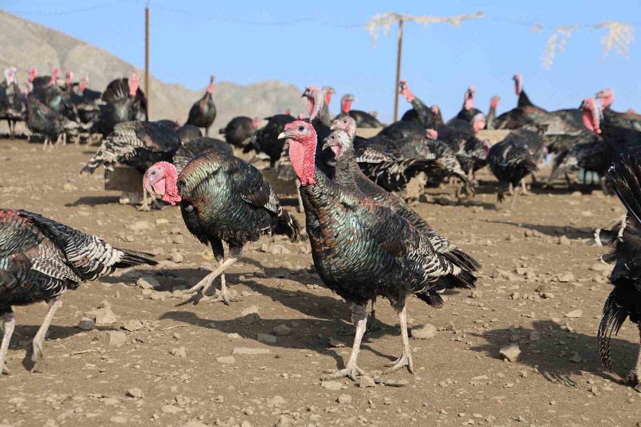 ALMANYA’DA 4 SENE KALAN MURAT VARAN, YATIRIMI ÜLKEME YAPACAĞIM DİYEREK MEMLEKETİNDE HİNDİ ÇİFTLİĞİ...