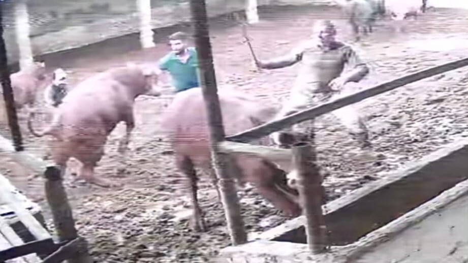 AMASYA’DA BİR ÇİFTLİKTE BESİCİ ÜZERİNE ZIPLAYAN BOĞANIN DARBESİYLE YERE SERİLDİ. O ANLAR KAMERAYA...