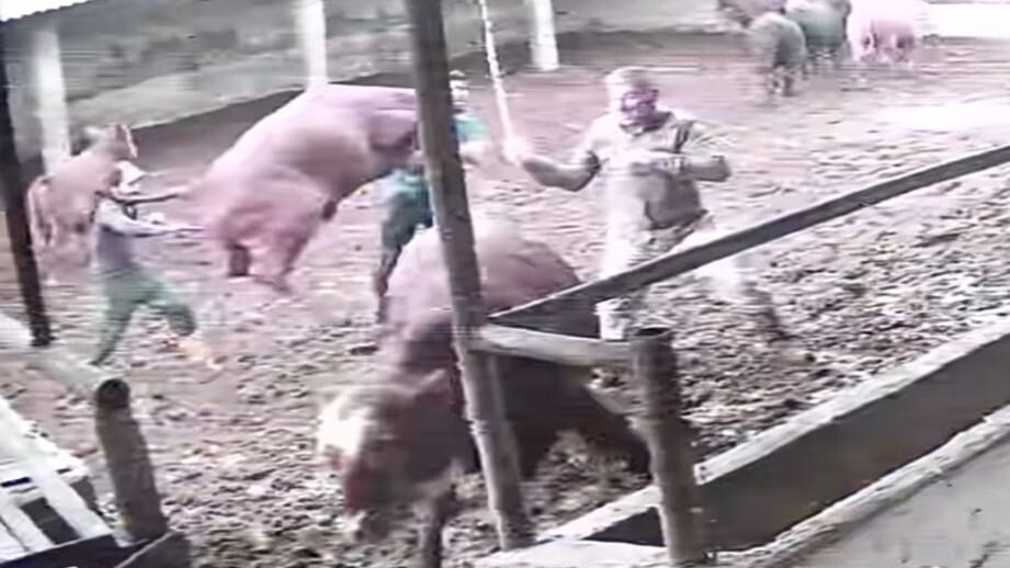 AMASYA’NIN SULUOVA İLÇESİNDE BÜYÜKBAŞ HAYVAN YETİŞTİRİCİLİĞİ YAPILAN BİR ÇİFTLİKTE BESİCİLER...