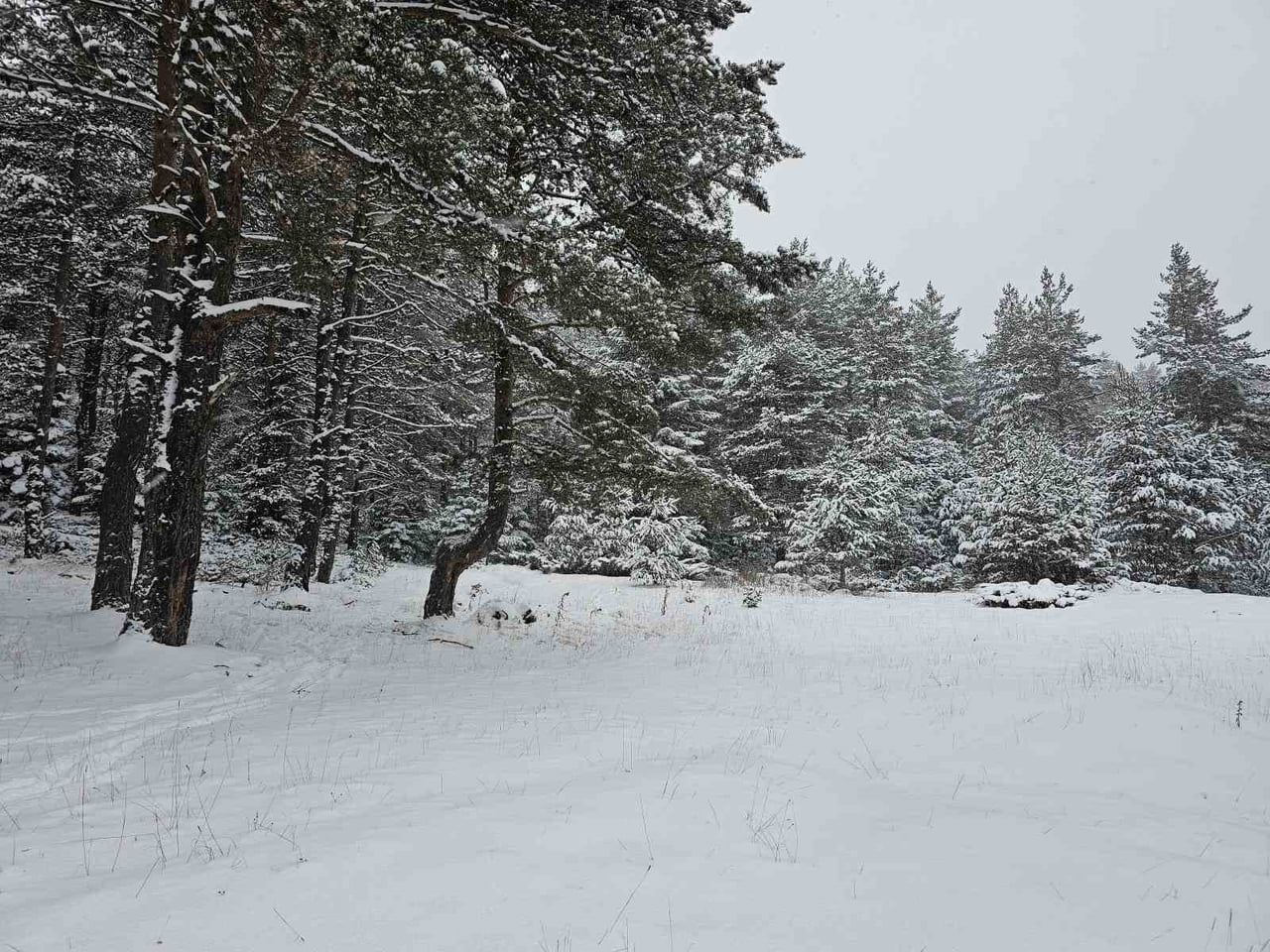 ANKARA'DA  KAR YAĞIŞI KUZEY İLÇELERİNDE ETKİSİNİ SÜRDÜRÜYOR. KAR YAĞIŞI NEDENİYLE YAYLALAR BEYAZA...