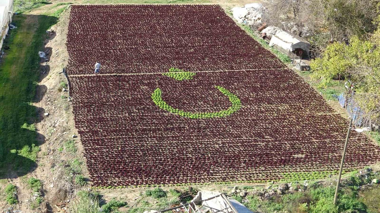 ANTALYA'DA ÇİFTÇİLER 1,5 DÖNÜMLÜK TARLAYA 13 BİN MARULLA TÜRK BAYRAĞI DESENİ OLUŞTURDU