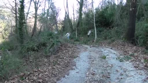 Antalya'dan toplanıp, Avrupa'ya gönderiliyor