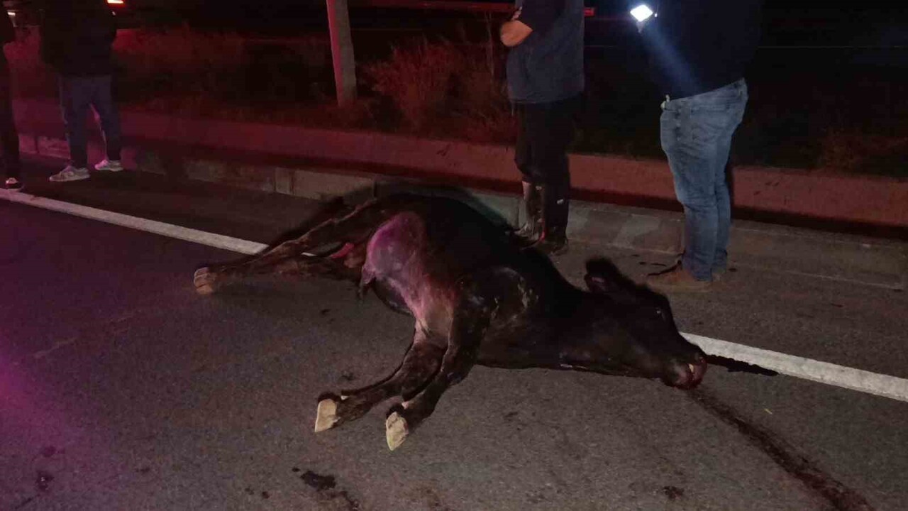 ANTALYA'NIN MANAVGAT İLÇESİNDE AĞILDAN KAÇAN VE D-400 KARAYOLUNDA TRAFİĞİ BİRBİRİNE KATAN İNEK...