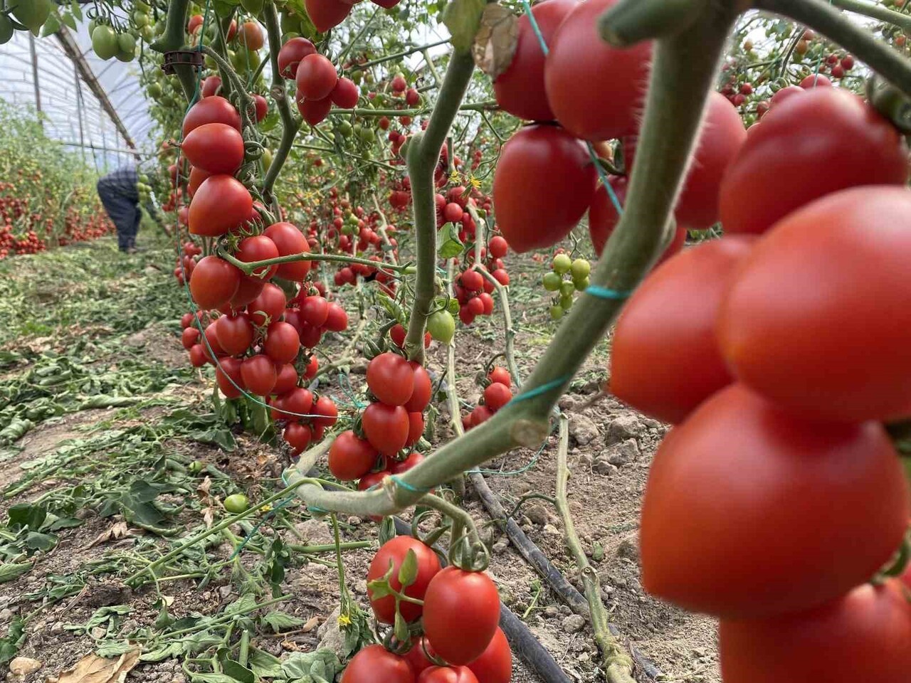ANTALYA TİCARET BORSASI TARAFINDAN KASIM AYI HAL ENDEKSİ AÇIKLANDI. KASIM AYINDA DOMATES FİYAT...