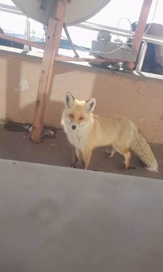 ARDAHAN'I ARTVİN'E BAĞLAYAN SAHARA GEÇİDİNDE BULUNAN KARAYOLLARI BAKIM EVİNİN MİSAFİRİ TİLKİ...