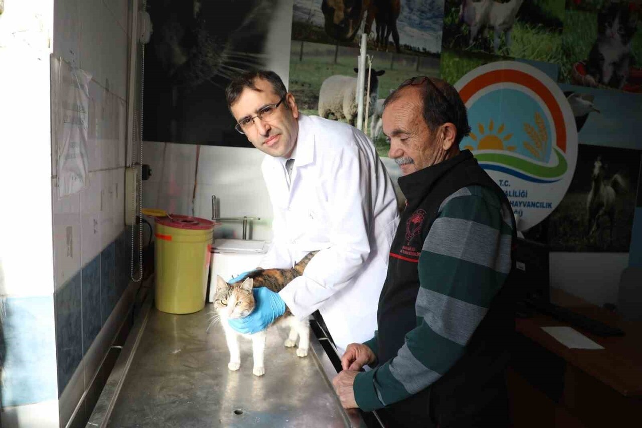 (ARŞİV FOTO) - SÖKE İLÇE TARIM VE ORMAN MÜDÜRLÜĞÜ, KEDİ VE KÖPEKLERE MİKROÇİP TAKTIRMA SÜRESİNİN...