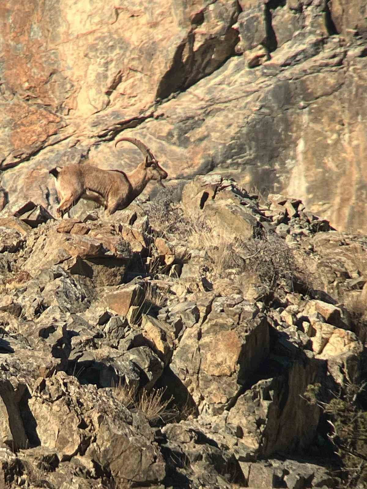 ARTVİN’DE, YABAN HAYATININ KORUNMASI VE SÜRDÜRÜLEBİLİRLİĞİNİN SAĞLANMASI AMACIYLA YABAN HAYVANI...