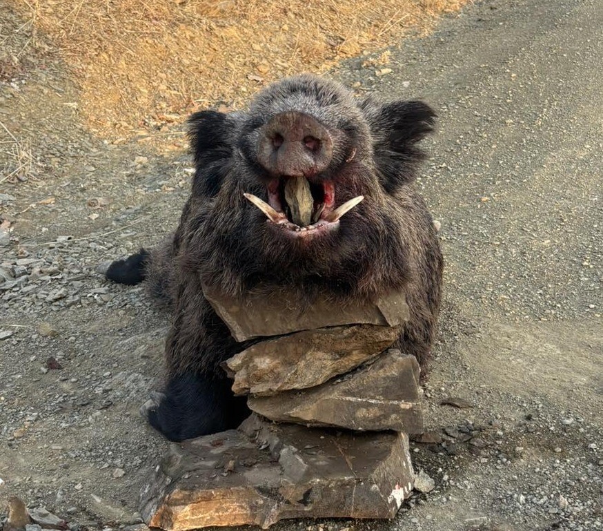 AV TURİZMİ KAPSAMINDA YURTDIŞINDAN GELEN YABANCI AVCILAR, ELAZIĞ’DA DAĞLIK ALANLARDA 200 KİLO...