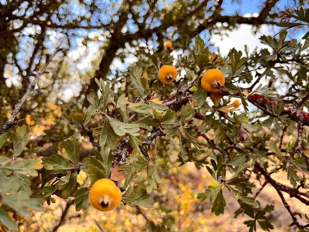 AYDIN'IN BOZDOĞAN İLÇESİNDE NAZMİ GÜNER, KALP SAĞLIĞINA OLAN KATKISIYLA BİLİNEN VE DOĞAL YAŞAMAK...