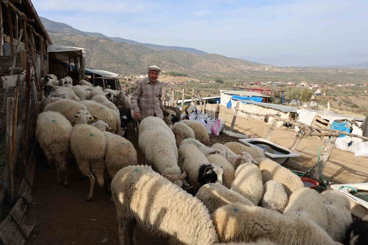 AYDIN'IN BOZDOĞAN İLÇESİNDE YAŞAYAN ÇOBAN ONUR DURMUŞ HAYVANCILIĞIN İÇİNDEN GEÇTİĞİ ZORLUKLARI...