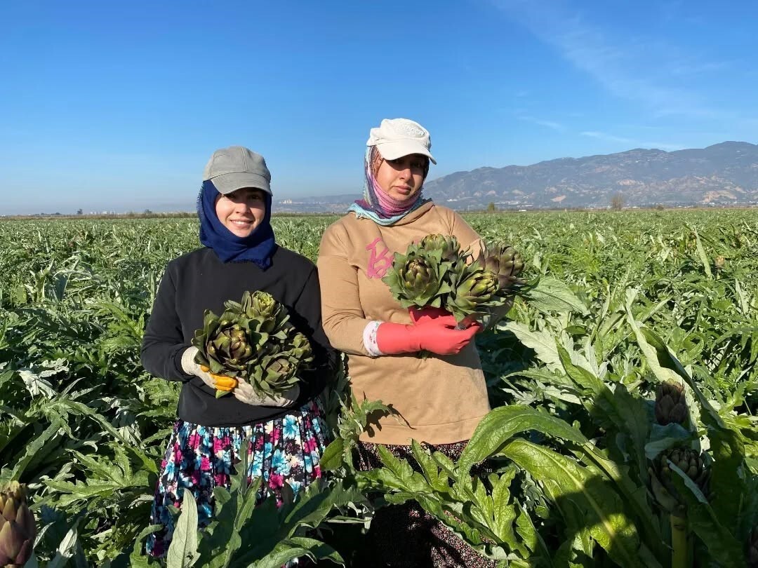 AYDIN’DA COĞRAFİ İŞARET TESCİLİNE SAHİP AYDIN ENGİNARI'NDA YILIN İLK HASADI...