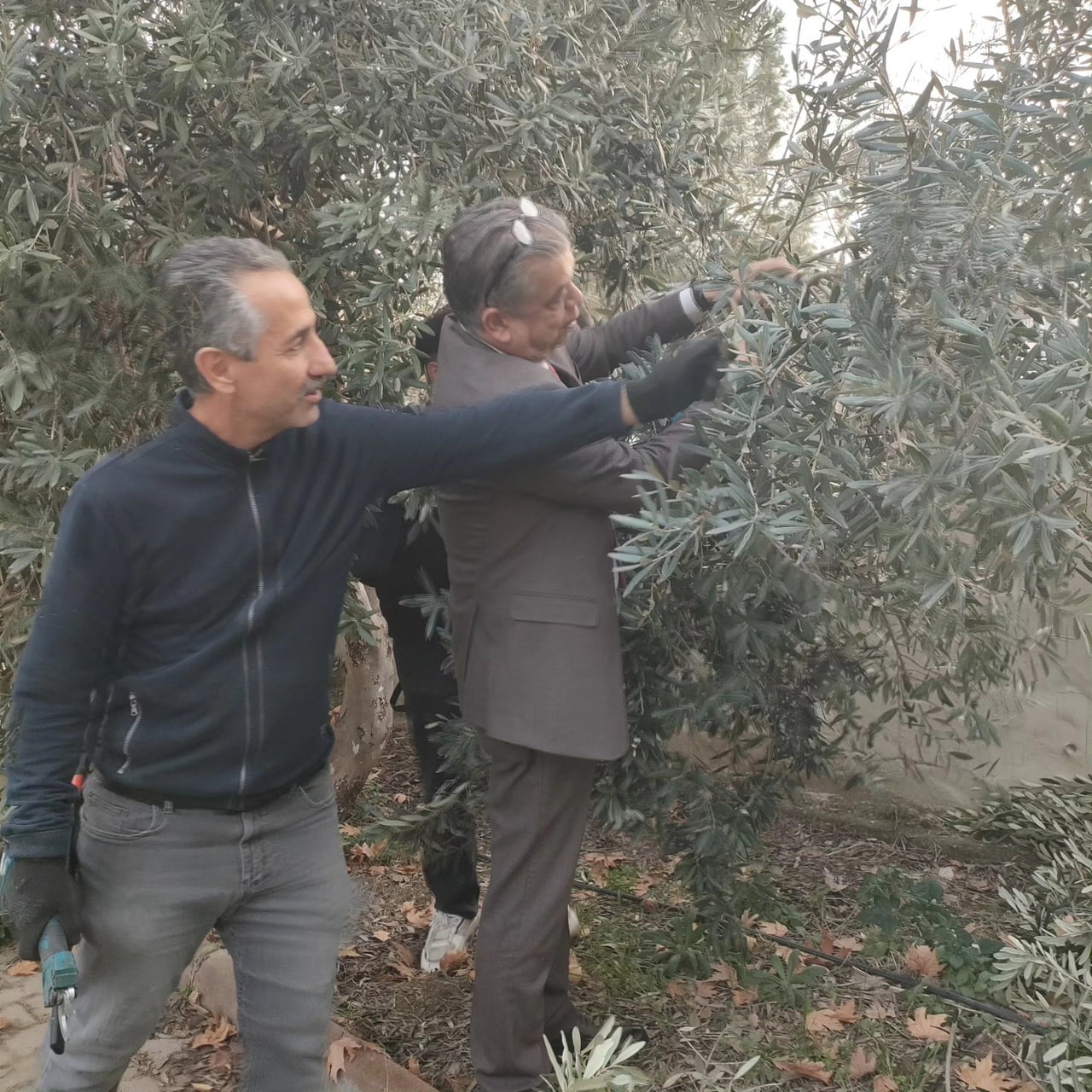 AYDIN’DA ZEYTİN HASAT SEZONUNUN SONA ERMESİYLE BİRLİKTE BUDAMA SÜRECİ BAŞLARKEN, SULTANHİSAR HALK...