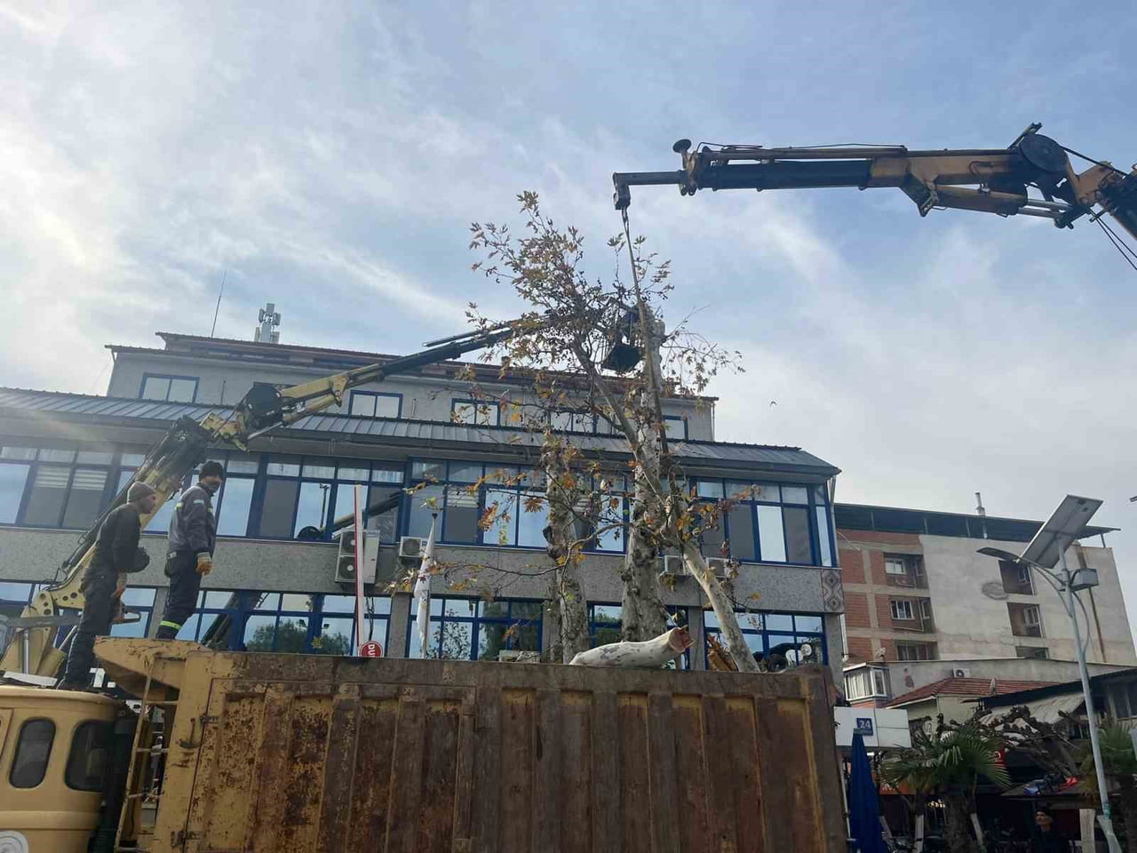 AYDIN’IN İNCİRLİOVA İLÇESİNDE BULUNAN TARİHİ ÇINAR AĞACININ DEVRİLME RİSKİ TAŞIMASI NEDENİYLE...