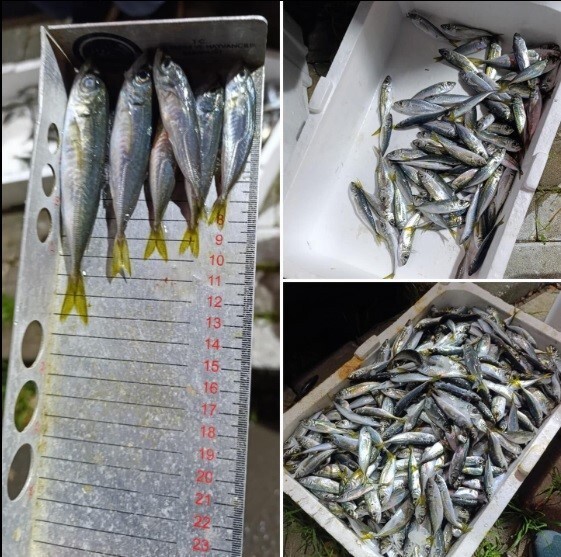 BALIK HALİNDE YAPILAN SU ÜRÜNLERİ DENETİMİNDE 33 KASA İSTAVRİTE, YASAL BOYUTUNUN ALTINDA OLMASI...