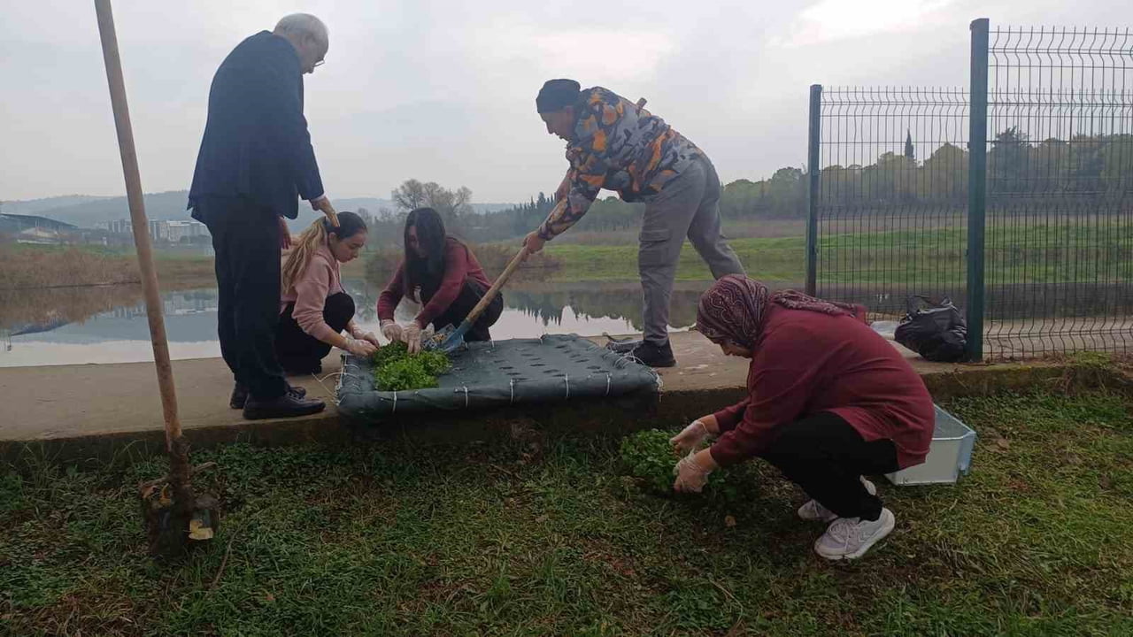 BALIKESİR'DE SU KİRLİLİĞİNE BİTKİSEL ÇÖZÜM OLARAK, "YÜZEN BİTKİ ADACIKLARIYLA SU ARITMA" ÇALIŞMASI...