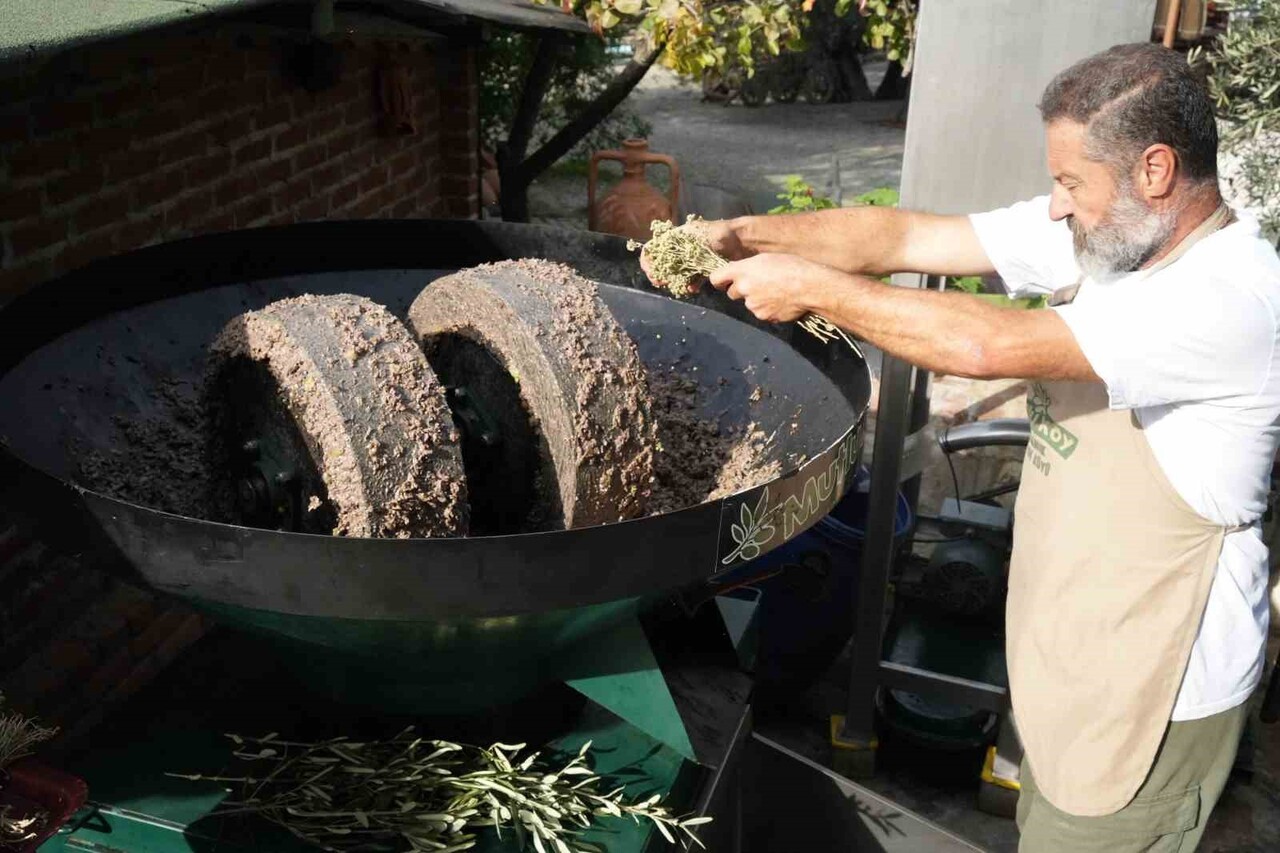 BALIKESİR’İN AYVALIK İLÇESİNDE ZEYTİN SEZONU TÜM HIZIYLA DEVAM EDERKEN, BÖLGENİN ŞİFA DEPOSU...