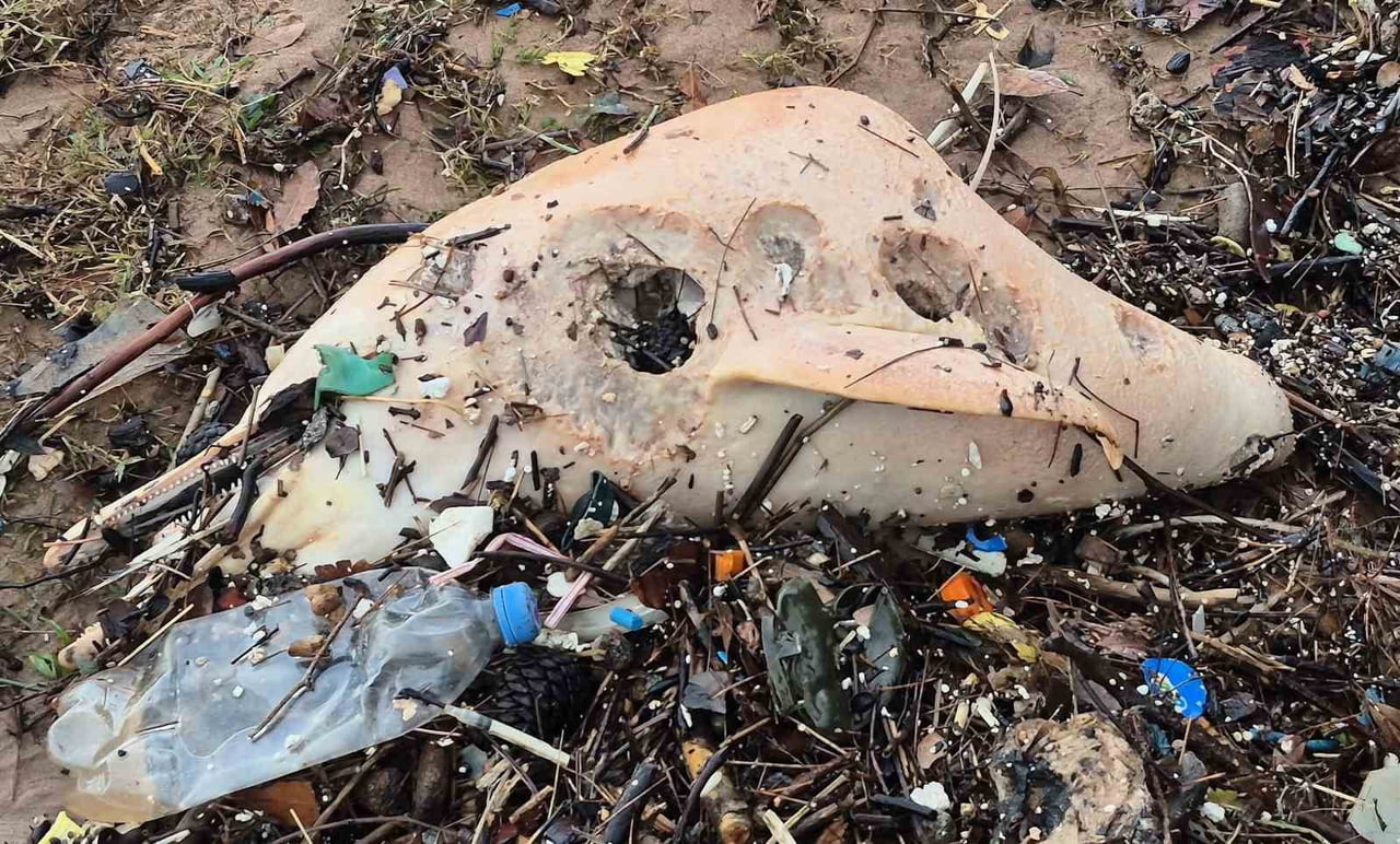 BARTIN'DA DEV DALGALARLA BİRLİKTE ÖLÜ BİR YUNUS BALIĞININ KALINTILARI SAHİLE VURDU.