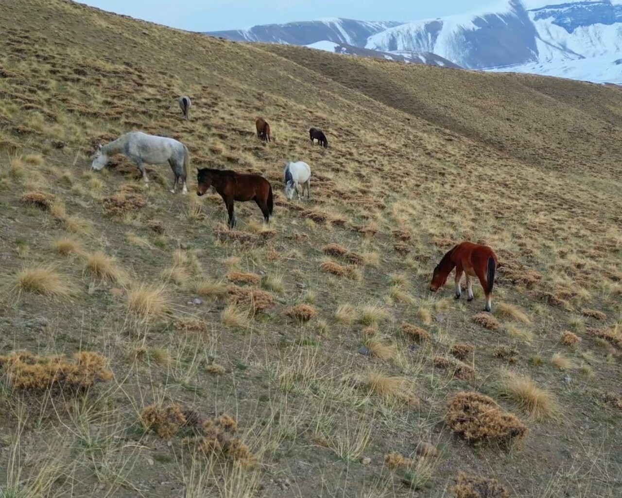BAŞIBOŞ BIRAKILAN AT VE EŞEKLER HEM TRAFİĞİ HEM YABAN HAYATINI TEHDİT EDİYOR