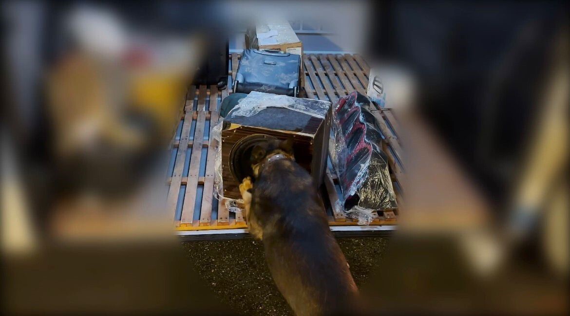 BATMAN’DA DURDURULAN OTOBÜSTE NARKOTİK KÖPEĞİ YARDIMI İLE YAPILAN ARAMADA, SES SİSTEMİNE...