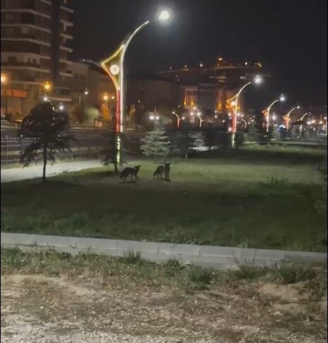 BAYBURT'TA BİRBİRLERİYLE OYUN OYNAYAN İKİ TİLKİ GÖRÜLDÜ
