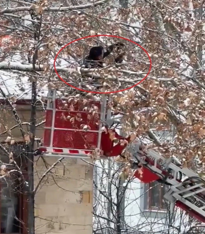 BAYBURT’TA AĞAÇ DALLARINA DOLANAN KARGAYI İTFAİYE KURTARDI