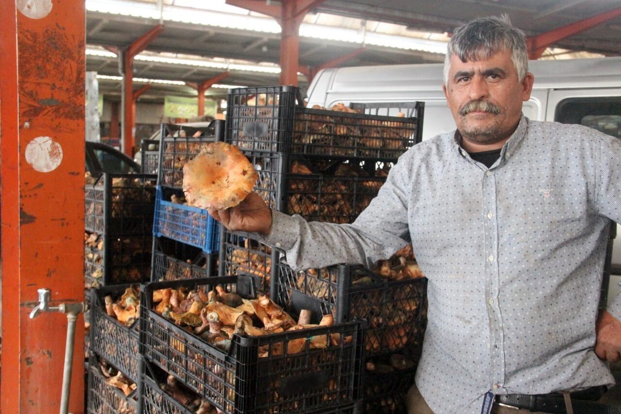 BAYRAMİÇ İLÇESİNDE, KAZ DAĞLARI'NIN KUZEY YAMAÇLARINDAKİ KÖYLERDE TOPLANAN VE BÖLGEDE 'ÇAM...