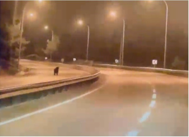 BİLECİK'TE YOLA İNEN AYI, ARAÇ KAMERASININ YANI SIRA SÜRÜCÜNÜN DE CEP TELEFONU KAMERASINA...