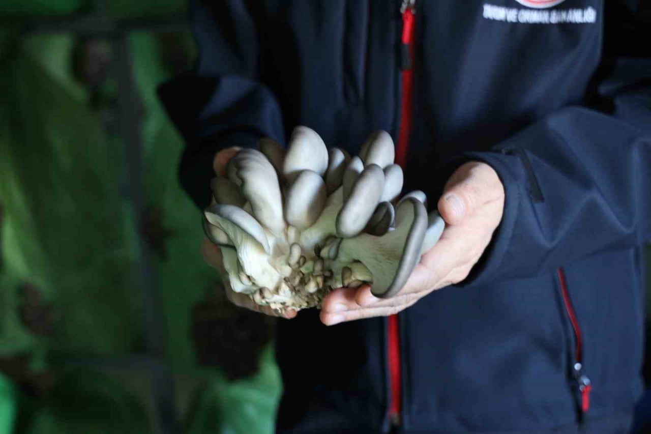 BİLECİK’TE YÜZDE 100 HİBELİ İSTİRİDYE MANTAR ÜRETİMİ BAŞLADI