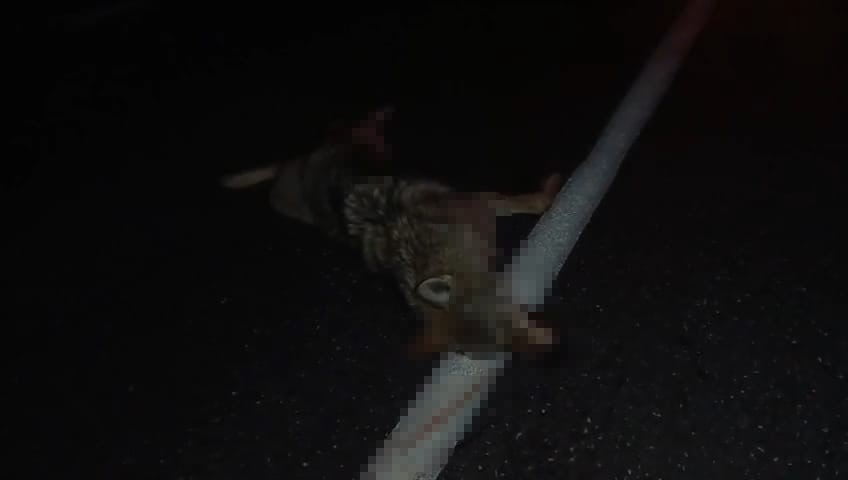 BİTLİS'İN ADİLCEVAZ İLÇESİNDE ARAÇLARIN  ÇARPTIĞI KURT TELEF OLDU.