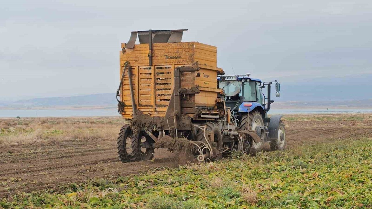 BİTLİS'İN ADİLCEVAZ İLÇESİNDEKİ ÇİFTÇİLER, BÖLGENİN ÖNEMLİ TARIMSAL ÜRÜNLERİNDEN BİRİ OLAN ŞEKER...