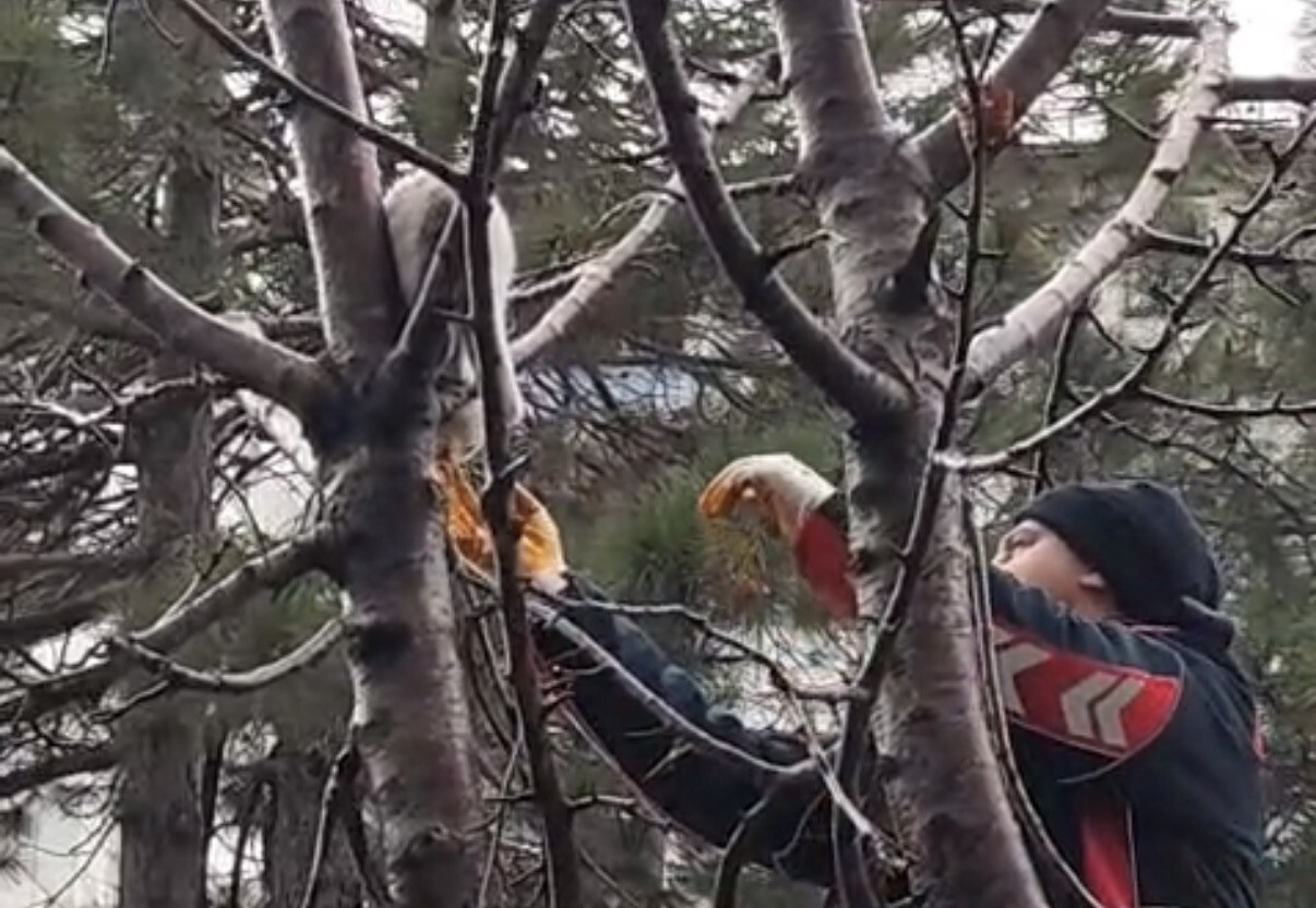 BİTLİS'İN TATVAN İLÇESİNDE AĞACIN TEPESİNDE MAHSUR KALAN KEDİ, ÇEVREDEKİLERİN İHBARI ÜZERİNE OLAY...