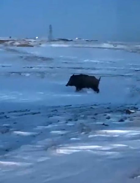 BİTLİS’İN AHLAT İLÇESİNE BAĞLI KIRKLAR MAHALLESİ YAKINLARINDA BİR DOMUZ GÖRÜLDÜ