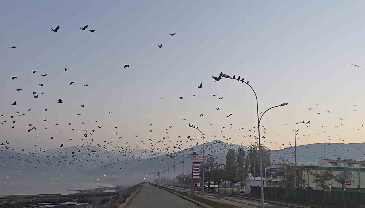 BİTLİS’İN TATVAN SAHİLİNDE AKŞAM SAATLERİNDE GÖKYÜZÜNÜ ANSIZIN KARARTAN BİNLERCE KARGANIN TOPLU...