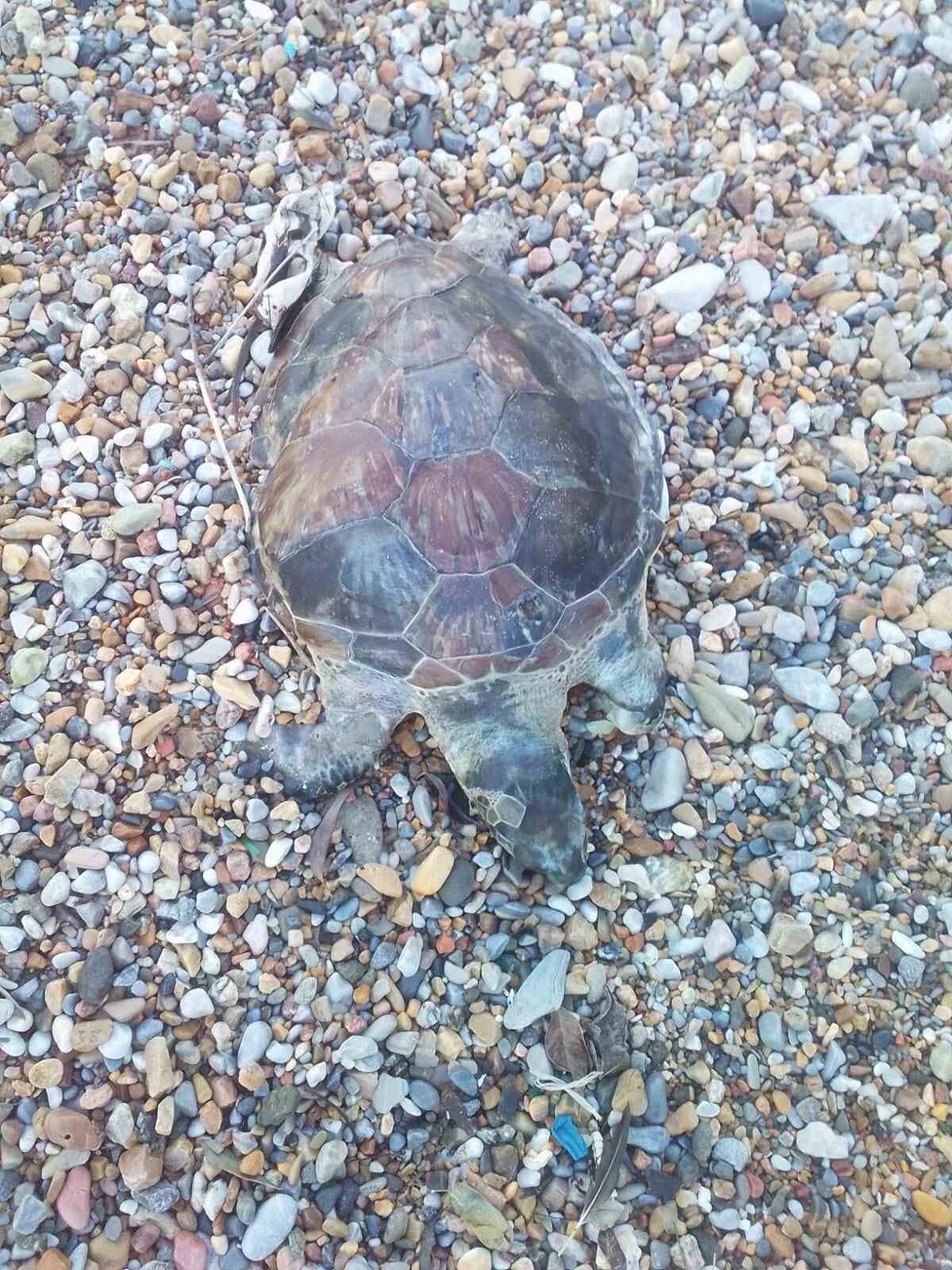 BODRUM’DA ÖLÜ YAVRU CARETTA CARETTA KIYIYA VURDU