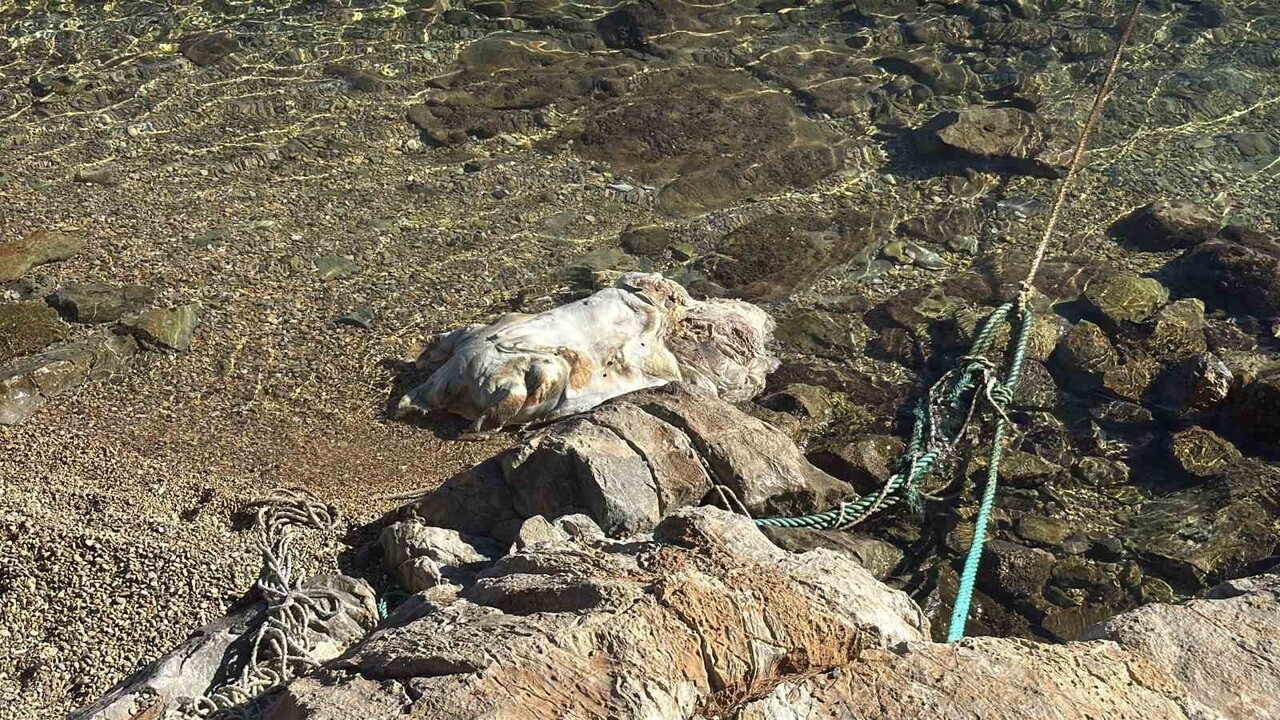 BODRUM SAHİLİNE VURAN CARETTA CARETTA VİNÇLE KALDIRILDI