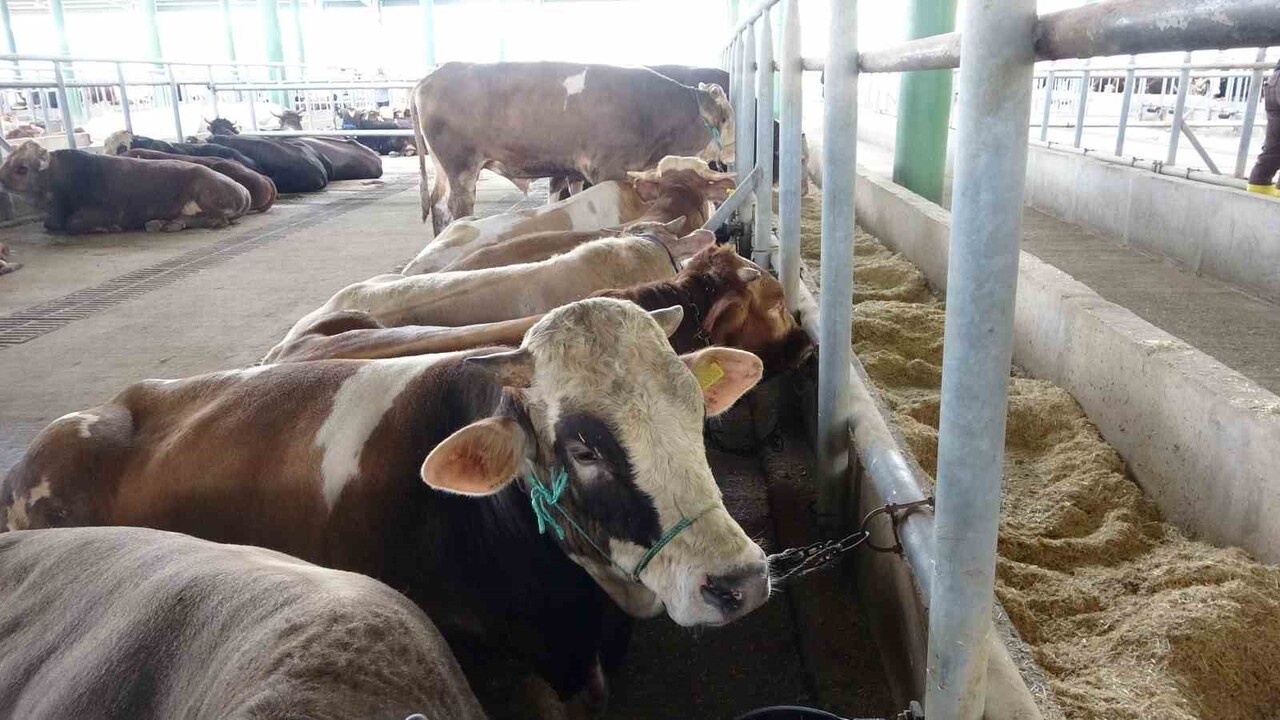 BOLU’DA HAYVANLARDA GÖRÜLEN ŞAP HASTALIĞI NEDENİYLE İL GENELİNDE UYGULANAN KISITLAMALAR, GEREKLİ...