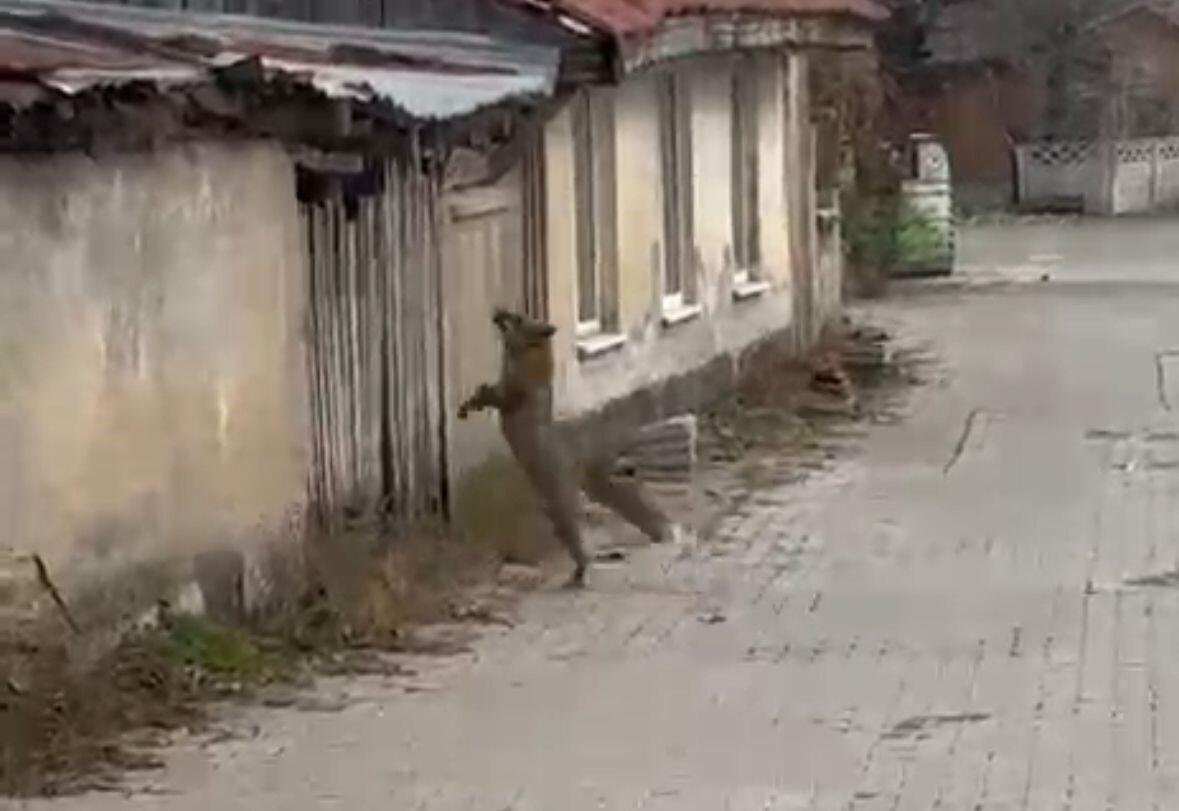 BOLU’DA ŞEHİR MERKEZİNDE GÖRÜNTÜLENEN BİR TİLKİNİN, KÖPEK SESLERİNİ DUYUNCA YAŞADIĞI PANİK...