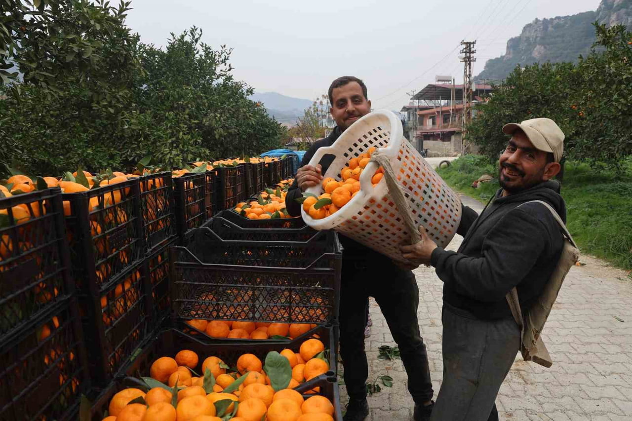 BU YIL DA MANDALİNAYI ZARARINA SATTIKLARINI İFADE EDEN ÇİFTÇİ BAL, BİZ BURADAN UCUZ SATARKEN...