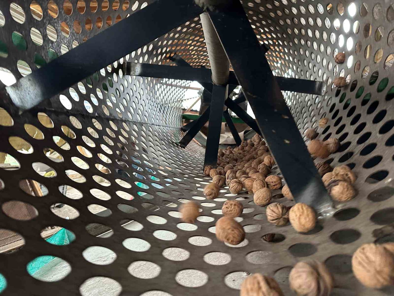 BURSA'NIN İNEGÖL İLÇESİNİN KIRSAL KONURLAR MAHALLESİ'NDE 20 YIL ÖNCE BAŞLAYAN CEVİZ...