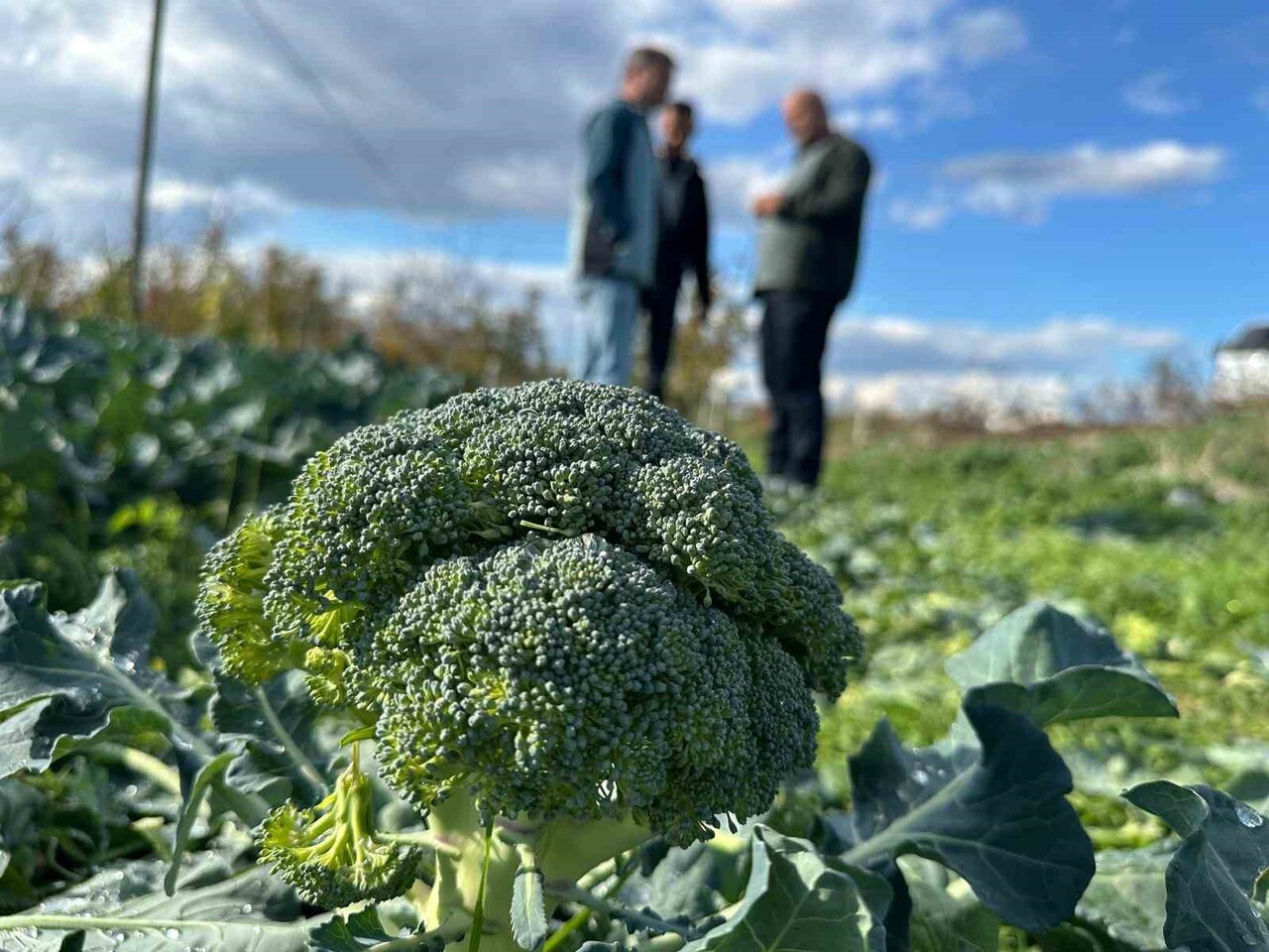 BURSA'NIN İZNİK İLÇESİNDE TARLADA KİLOSU 10 İLA 20 LİRA ARASINDA DEĞİŞEN FİYATLARDAN SATILAN...