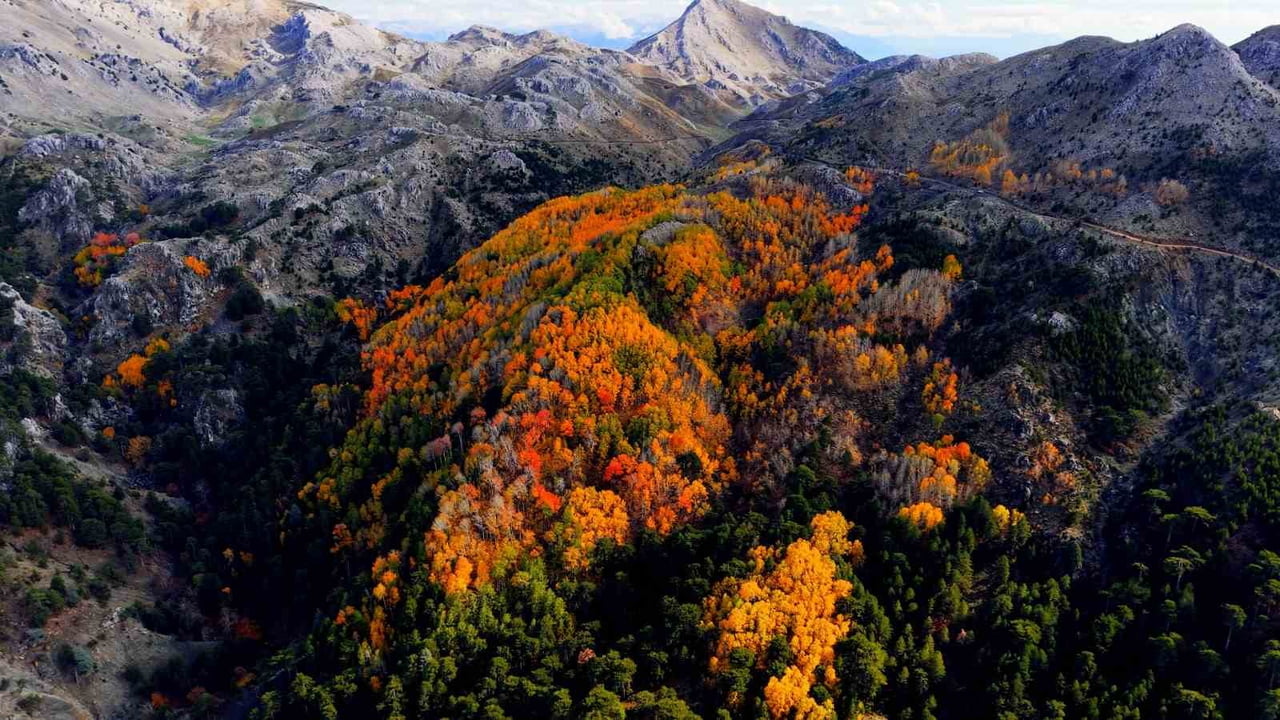 ÇAMELİ İLÇESİNDE ÖNEMLİ DOĞAL ALANLARINDAN BİRİ OLAN TİTREK KAVAK ORMANLARI, ÖZELLİKLE...