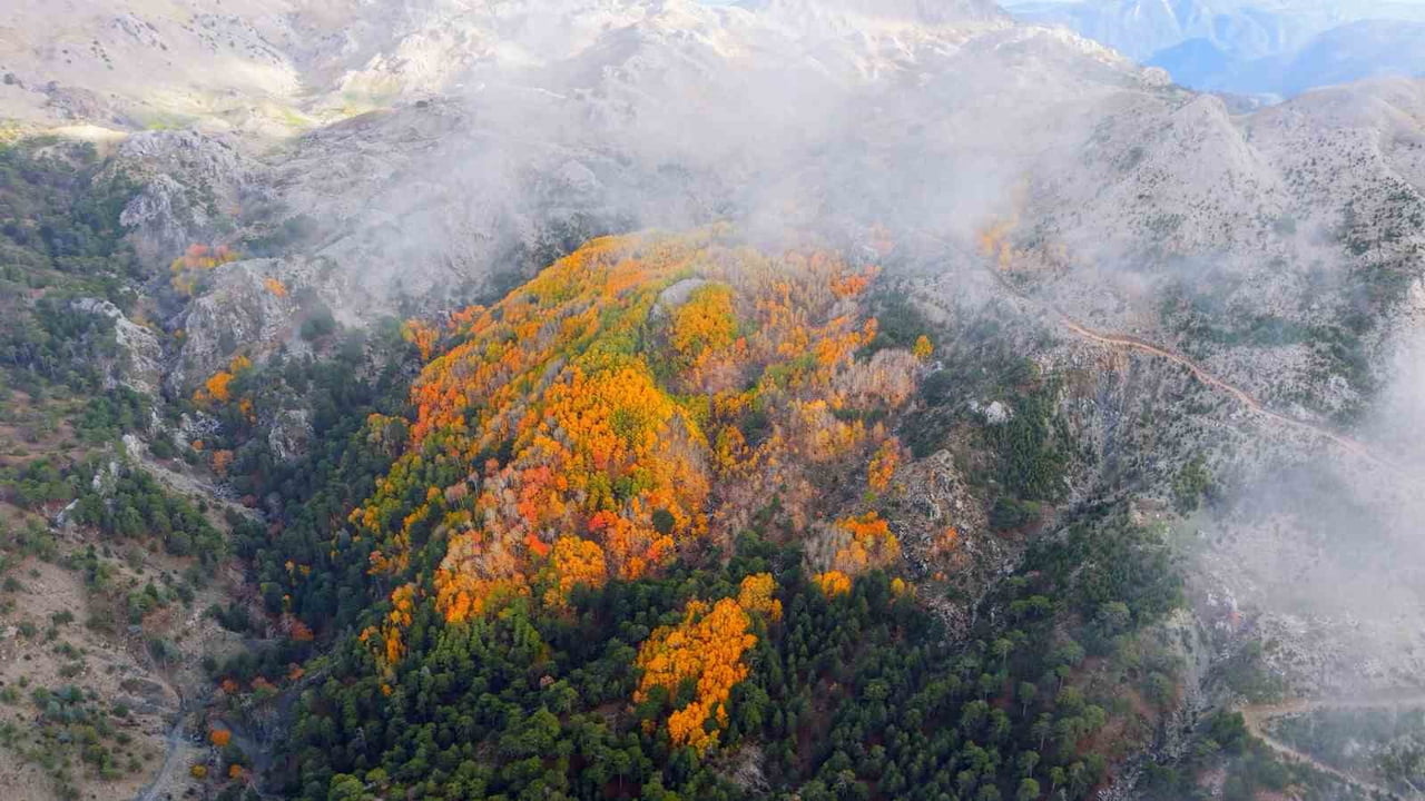 ÇAMELİ İLÇESİNDE ÖNEMLİ DOĞAL ALANLARINDAN BİRİ OLAN TİTREK KAVAK ORMANLARI, ÖZELLİKLE...