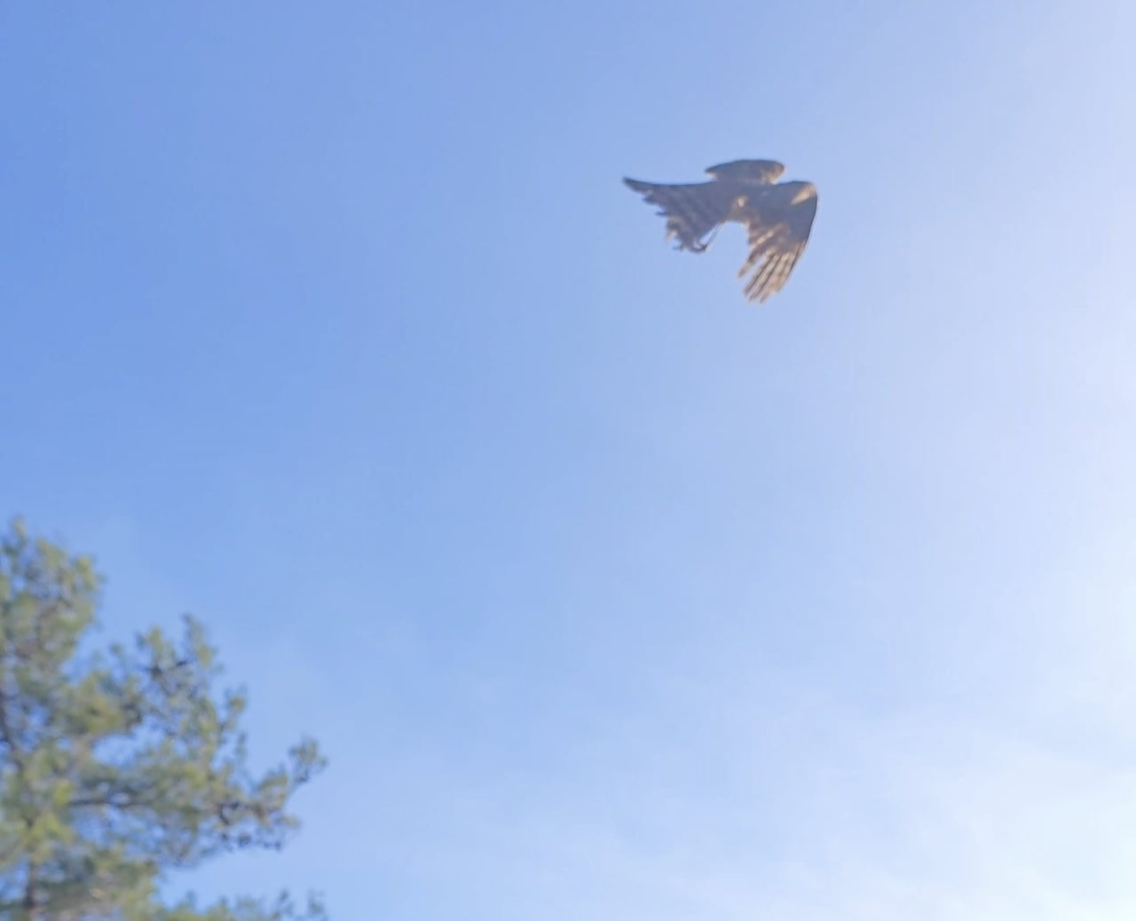 ÇANAKKALE'DE YARALI HALDE BULUNAN ATMACA TEDAVİSİNİN ARDINDAN DOĞAYA SALINDI.