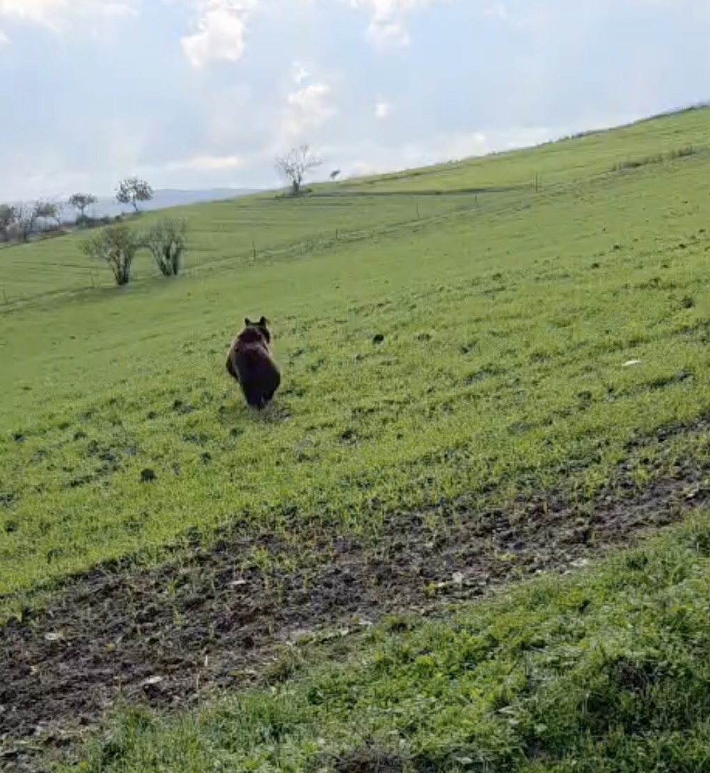 ÇANAKKALE’NİN LAPSEKİ İLÇESİNDE KÖY YOLUNA İNEN AYI, BİR VATANDAŞIN CEP TELEFONU KAMERASINA...