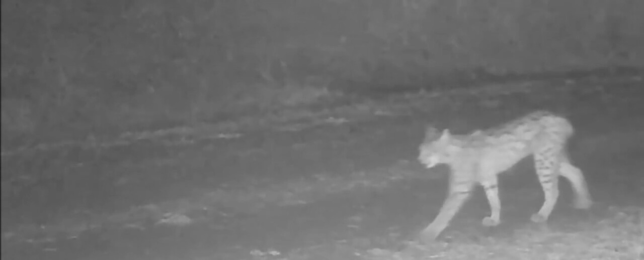 ÇANKIRI’DA DOĞAYA YERLEŞTİRİLEN FOTOKAPAN KAMERALAR, NESLİ TÜKENME TEHLİKESİ ALTINDAKİ VAŞAKLAR...