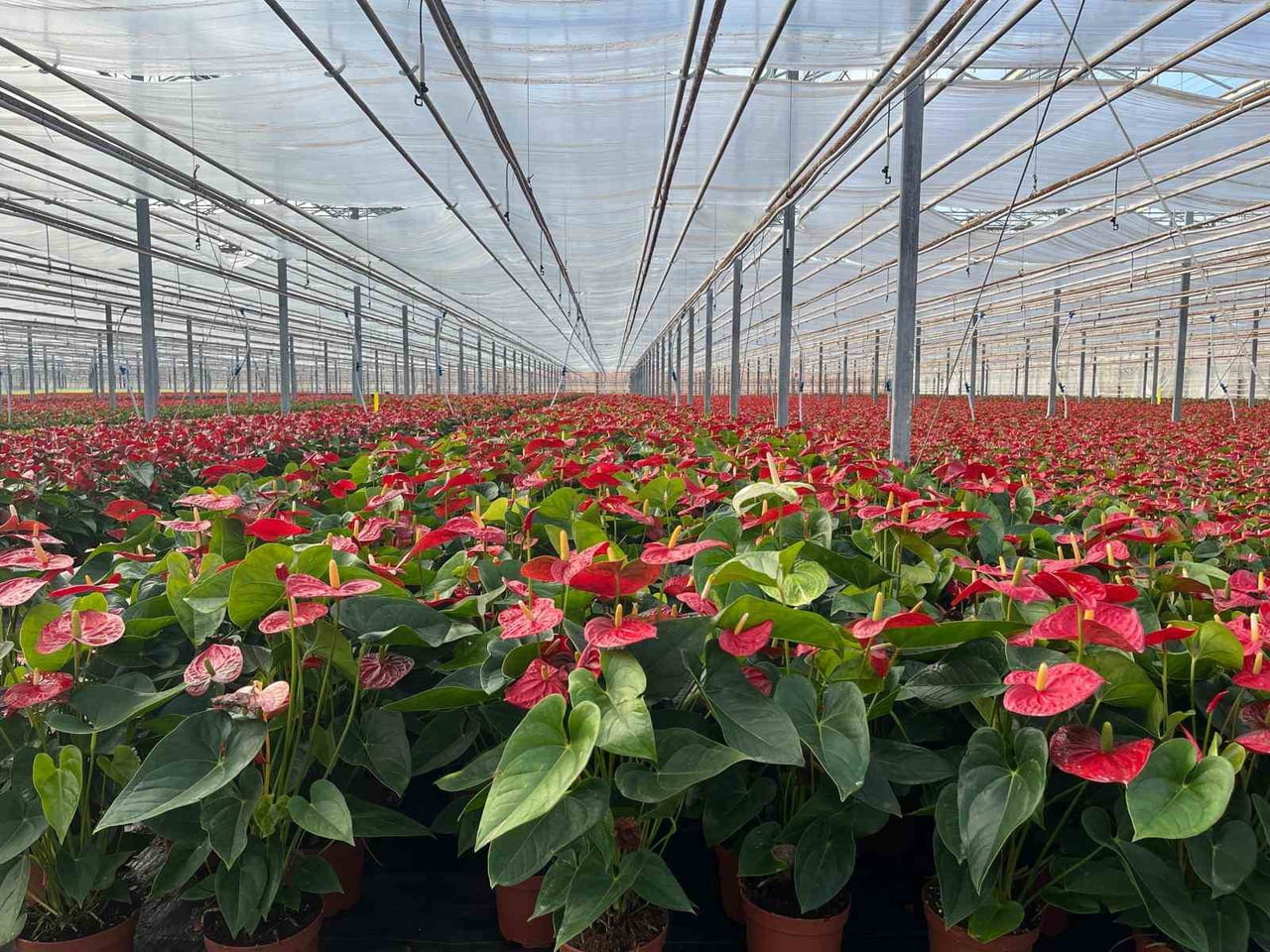 ÇORLU İLÇESİNDEKİ SEBZE VE SÜS BİTKİSİ ÜRETİM TESİSİ YURT DIŞI İHRACATLA HEM BÖLGE EKONOMİSİNE HEM...