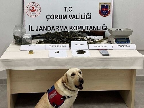 ÇORUM’UN OSMANCIK İLÇESİNDE JANDARMA EKİPLERİ TARAFINDAN DÜZENLENEN UYUŞTURUCU OPERASYONUNDA...