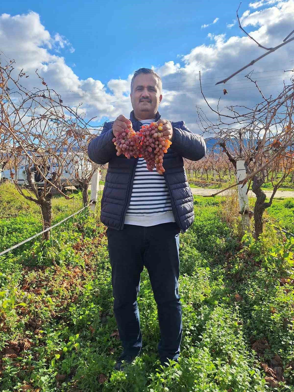 CRİMSON ÜZÜMÜ YETİŞTİREN ÜRETİCİ SERHAT AKKAYA İSE ÜZÜM SEZONUNUN SONA ERDİĞİNİ BELİRTEREK...